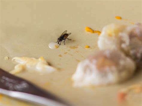 Scientists say fly vomit may pose greater risk to humans than insect bites | The Independent