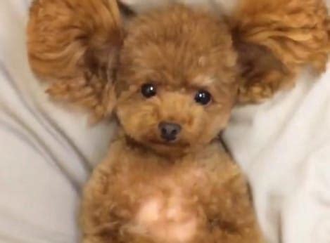 55 of the Cutest Teddy Bear Dog Names - PetPress