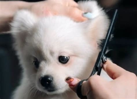 Helpful Pomeranian Grooming Tips