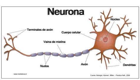 ¿Cuál es la célula nerviosa del cuerpo humano?, definida y diga cuál es su función e importancia ...