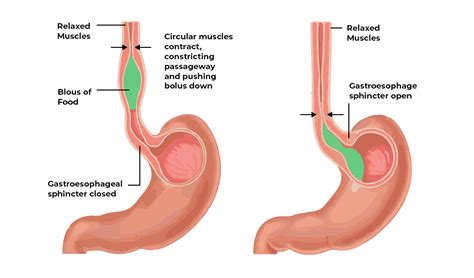 Peristalsis - Definition, Functions, Disorders, Examples and FAQs