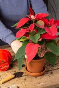 Why are my poinsettia leaves curling? To cold, under watered, over watered