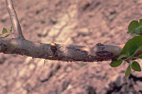 AAA Tree Lopping Ipswich Blog: Apple Tree Diseases: How to Treat Them