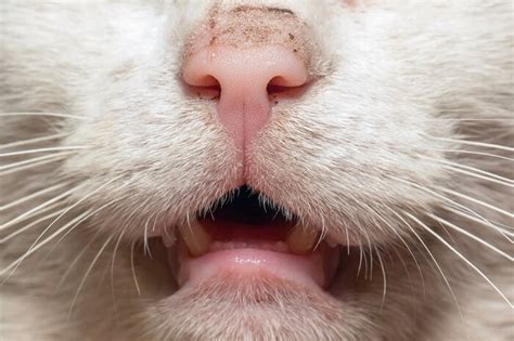 Mouth Cancer In Cats: Causes, Symptoms & Treatment - All About Cats (2022)