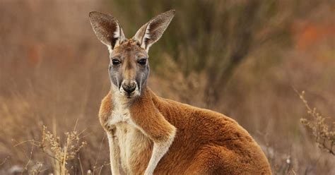 National Animals of Oceania Quiz - By Phobose