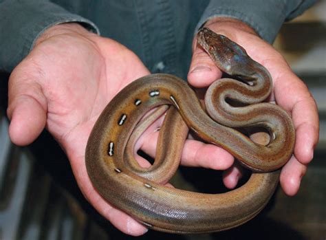 10 Tips For Safely Handling Snakes