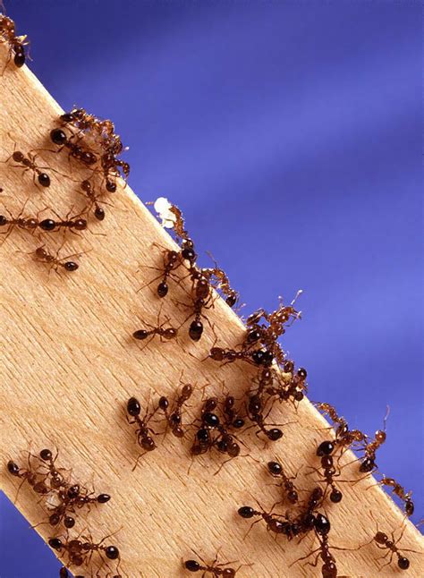 How to get rid of a red ant infestation in your house - Home Doctor Pest