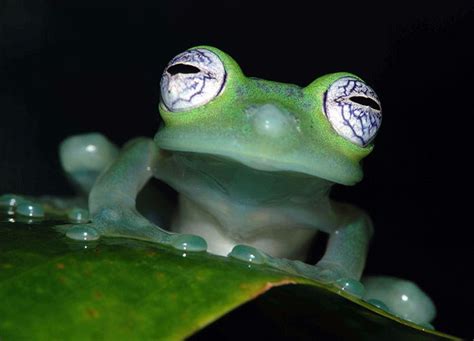 TYWKIWDBI ("Tai-Wiki-Widbee"): Curious eyes of the "glass frog"