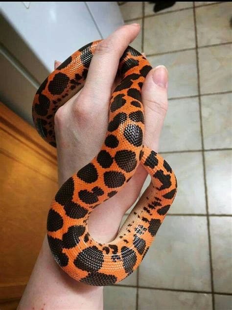 Kenyan sand boa with an interesting pattern! | Pet snake, Cute snake, Reptiles pet