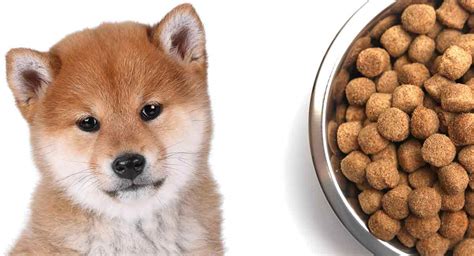 Shiba Inu Feeding Chart: A Visual Reference of Charts | Chart Master