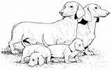 Dachshund Coloring Pages  Best For Kids sketch template