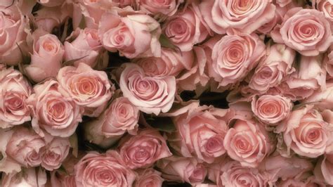 Light Pink Roses Wallpaper - WallpaperSafari | Rose wallpaper, Pink ...
