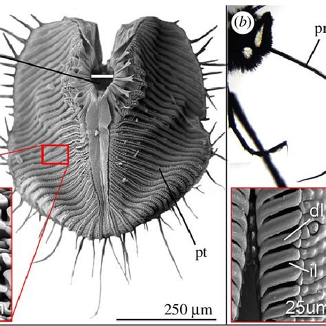 Mouthpart architecture of flies and butterflies. (a) Fly mouthparts can... | Download Scientific ...