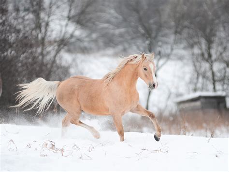 Horse running in winter wallpaper | animals | Wallpaper Better