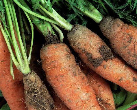 Organic Carrots Photograph by Martin Bond/science Photo Library