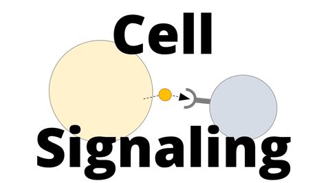 Cell Signaling Types (Paracrine, Endocrine, Juxtacrine, ...) - YouTube