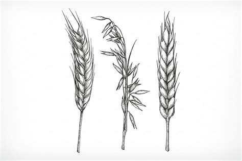 Crops, wheat, oat sketches, vector | Wheat tattoo, Tattoos, Wheat drawing