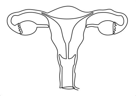 Uterus Drawing