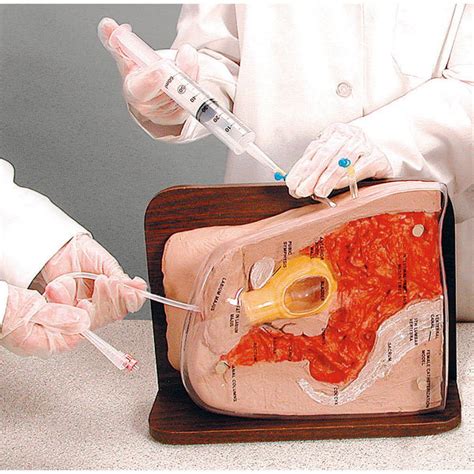 Internal Organs Female Back View : Organs Organ Anatomical Sciencephoto Focusedcollection ...