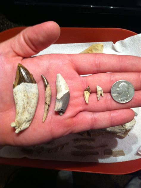 Squalodon Teeth - Members Gallery - The Fossil Forum