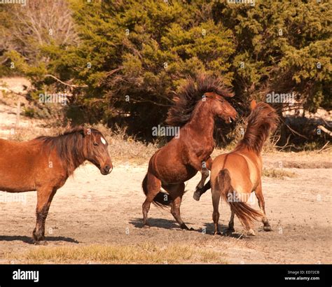 Wild horses fighting Stock Photo - Alamy