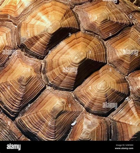 Tortoise shell pattern hi-res stock photography and images - Alamy