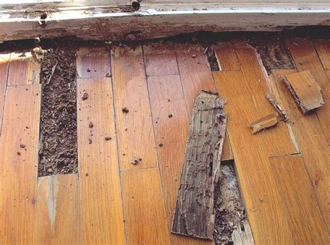 Repairing Termite Damage In Hardwood Floor | Viewfloor.co