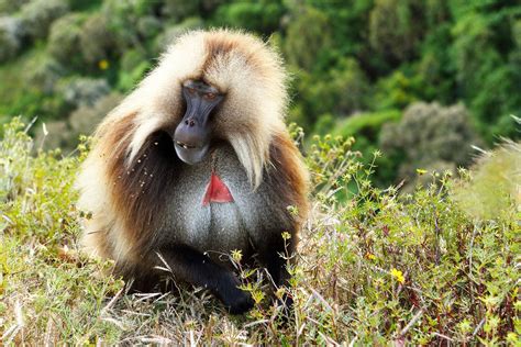 The Many Animals You Can See in Ethiopia