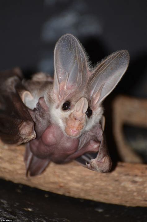 A face only a mother could love! Carnivorous baby ghost bat born at Zoo...the first in FIFTEEN ...