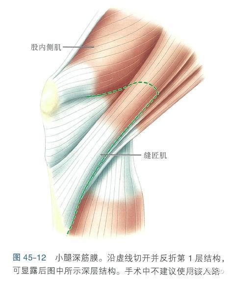 膝关节解剖 - 知乎