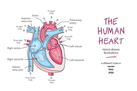 Human heart anatomy (274491) | Illustrations | Design Bundles