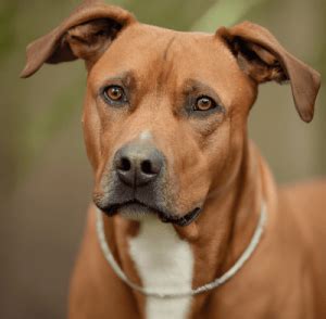 Rhodesian Ridgeback Mixed With Pitbull: Puppy, Price, Pictures