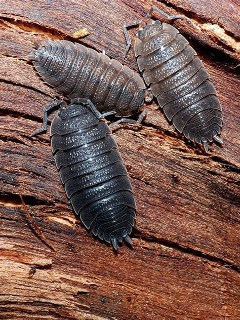 Slater bugs | Earwigs, Woodlouse, Bugs