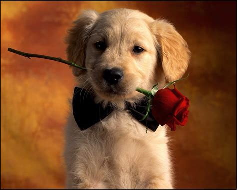 Wallpapers Of Puppys / Puppies Cute Wallpapers (74+ background pictures ...