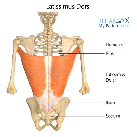 Latissimus Dorsi Nerve Supply - Human Anatomy