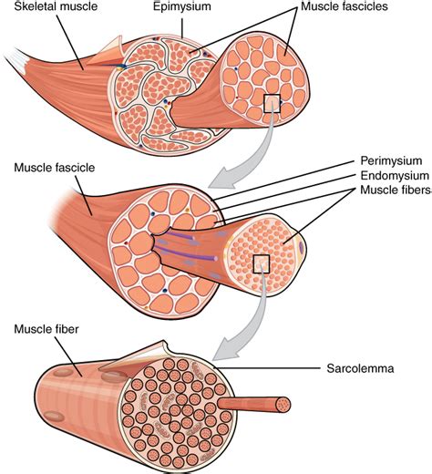 Skeletal Muscle | Lifetime Fitness and Wellness