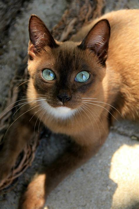 lovely pets : The 10 Most Unique Looking Cat Breeds