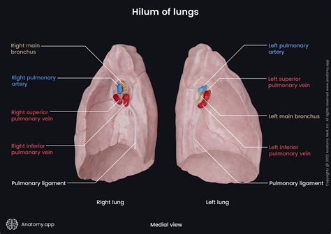 Pulmonary Artery Segmental Anatomy