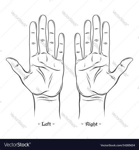 Palmistry or chiromancy chart blank template Vector Image