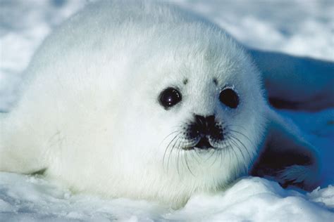 Why do we love cute things? | Cute seals, Harp seal, Animals