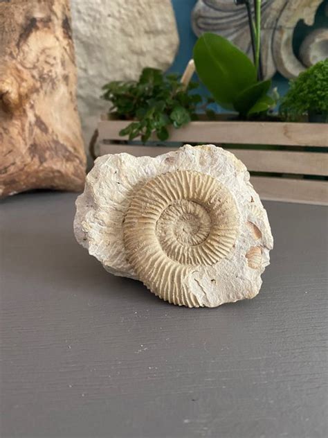 Ammonite - Shell - Catawiki