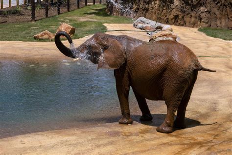 African Elephant - Zoo Atlanta