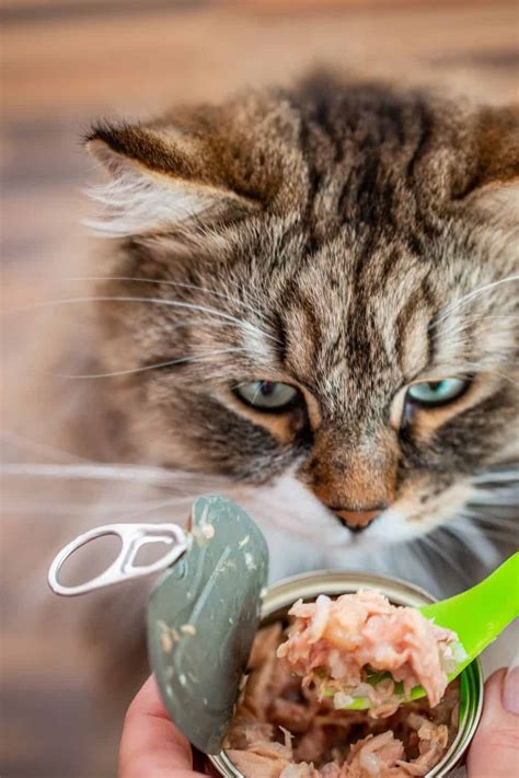 Can Cats Eat Starkist Tuna Or Should They Avoid It?