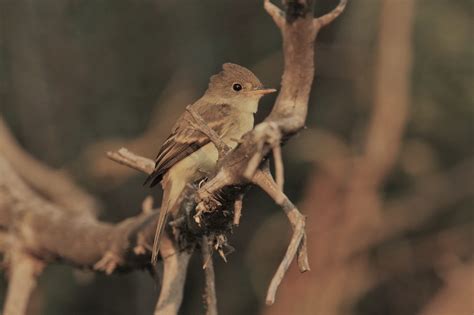 Willow Flycatcher - East Cascades Audubon Society