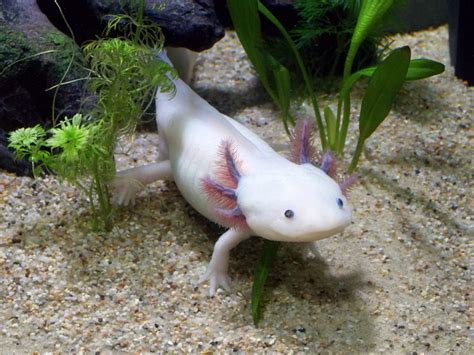 Axolotl Haltung | Axolotl kaufen