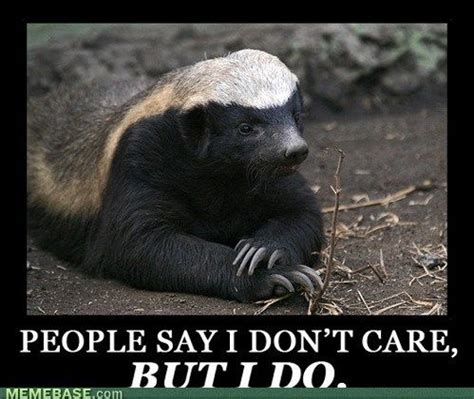 Misunderstood Honey Badger | Honey badger, Badger, Funny animals