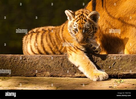 Amur/Siberian Tiger Cub (Panthera Tigris Altaica) Laying Down Stock Photo - Alamy