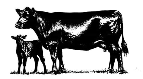 Cow Calf Drawing at GetDrawings | Free download