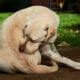 Flea and Tick Medications: What Are Your Options - The Dogington Post