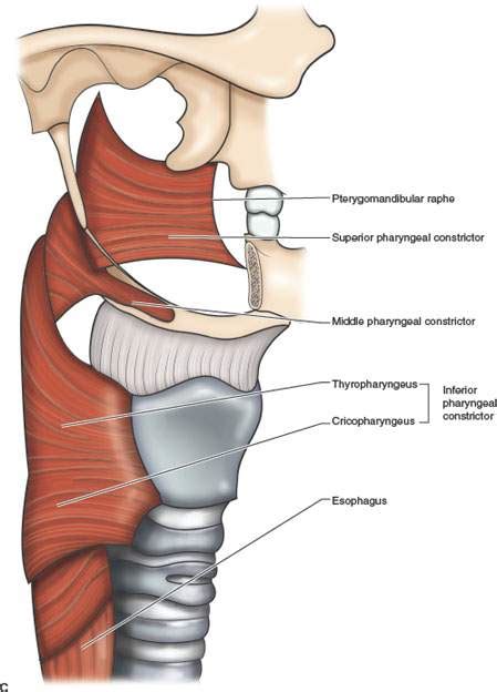 Hypopharynx: Introduction, Normal Anatomy, and Function | Radiology Key